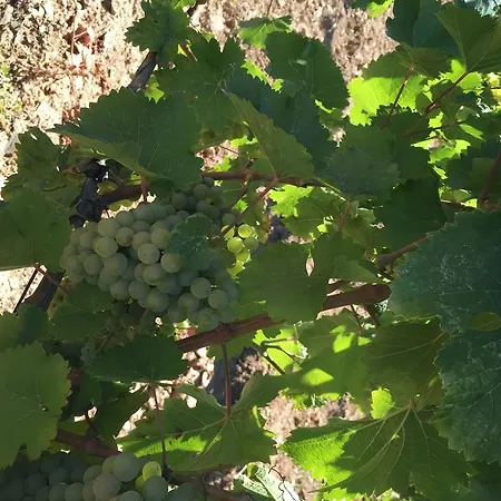 Quinta Dos Espinheiros *