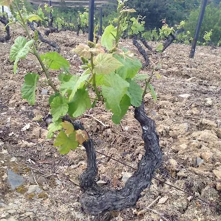 度假居 Quinta Dos Espinheiros Provesende