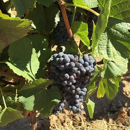 Quinta Dos Espinheiros * Provesende