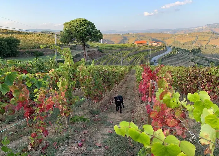 Дом отдыха Quinta Dos Espinheiros *