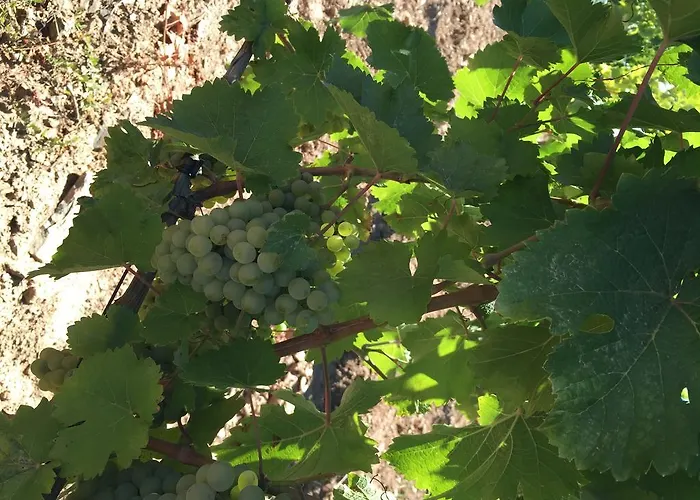 Quinta Dos Espinheiros *