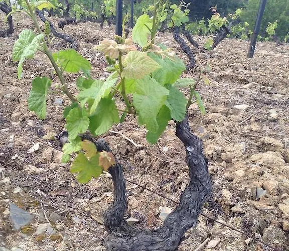 בית נופש Quinta Dos Espinheiros Provesende