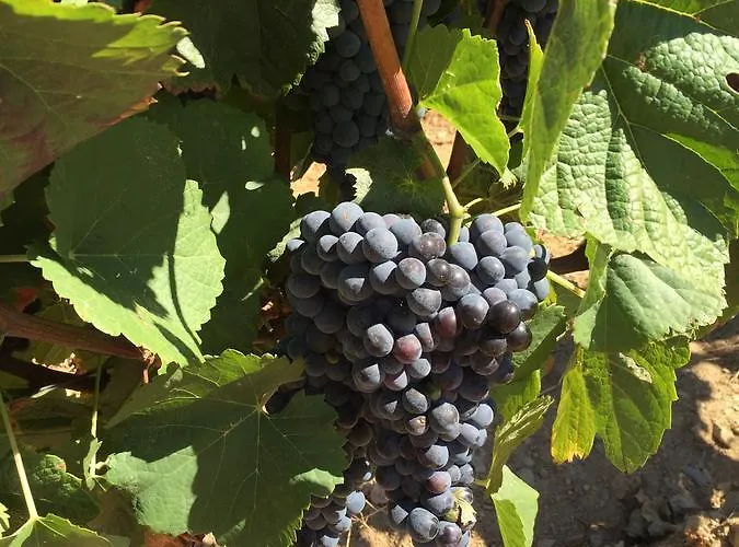 Quinta Dos Espinheiros * Provesende